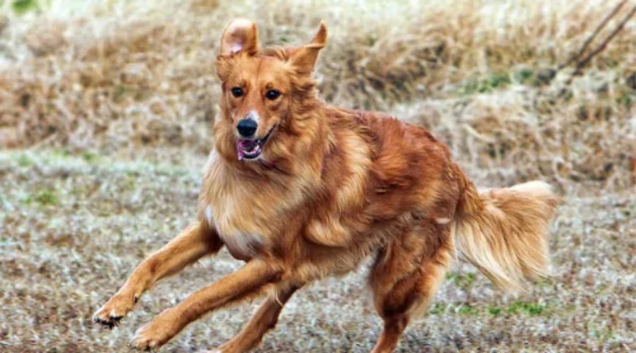 A Reminder Not To Let Your Dog Roam Freely