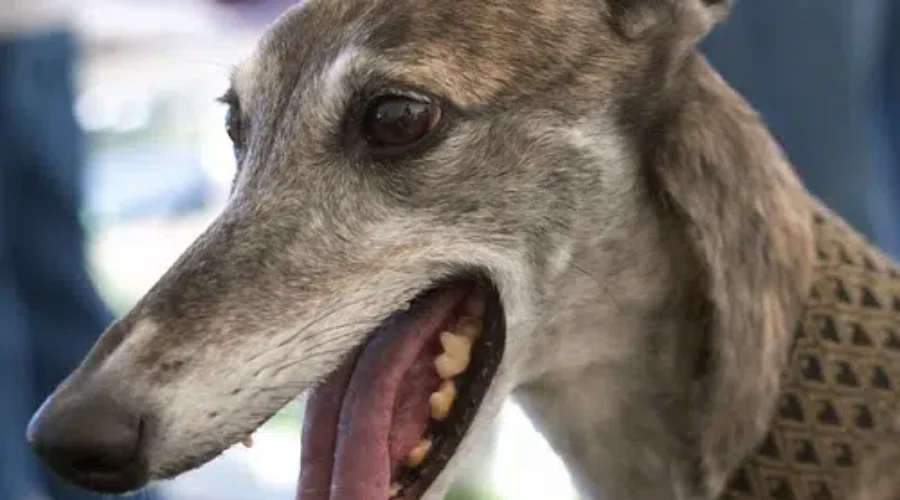 MGAP Founder Says Greyhound Racing Ban To Limit Number Of Dogs Coming To Canada