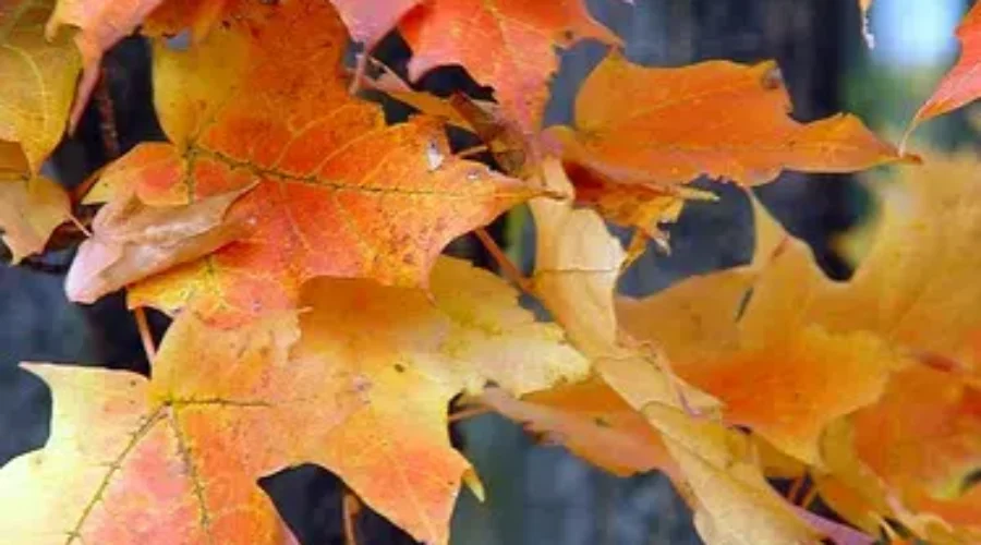 Dieppe Kicks Off Annual Tree Planting Program