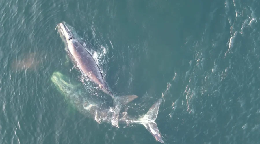 New Measures Introduced For Protection Of North Atlantic Right Whales