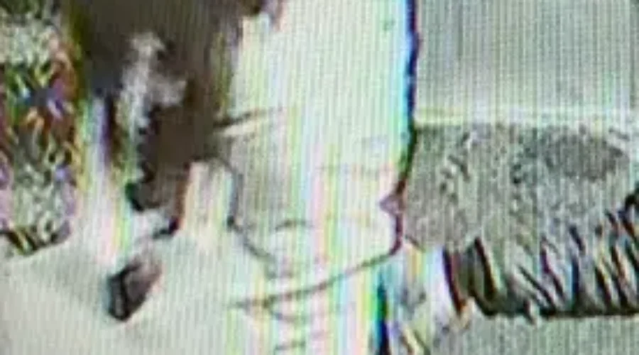 RCMP Seek Information, Person Of Interest Following Assault