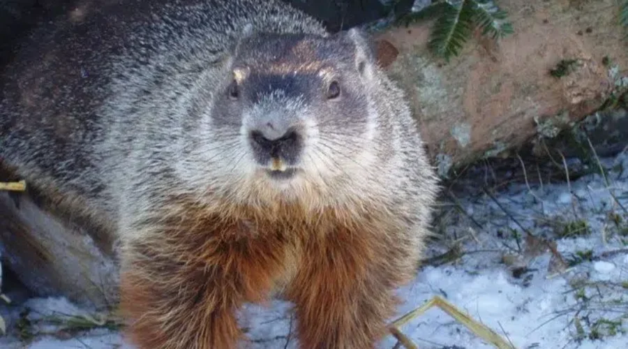 UPDATE: Shubenacadie Sam Sees His Shadow