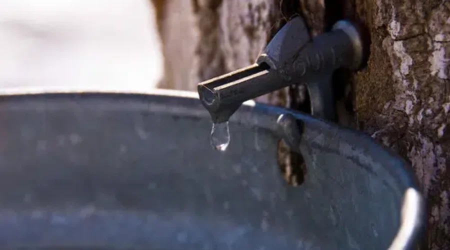 The Moncton Maple Sugar Camp Is Up And Running