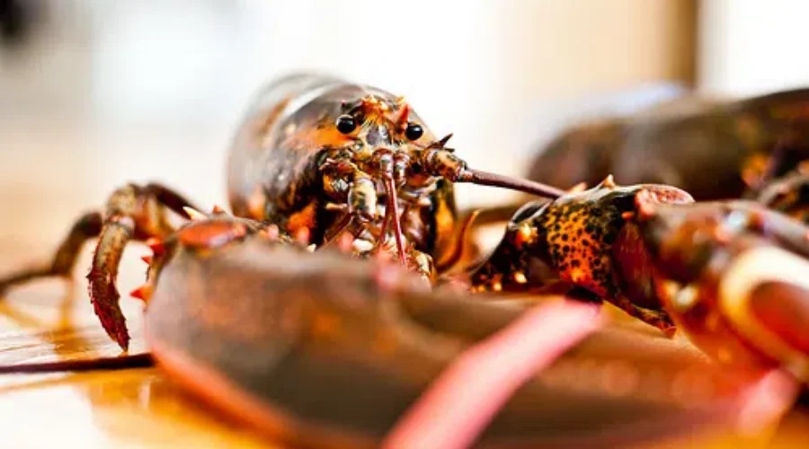 Seafood Expo Postponed Over COVID-19 Concerns