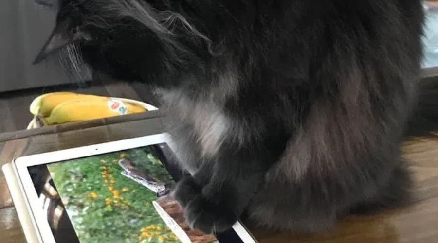 This is my cat Floof…