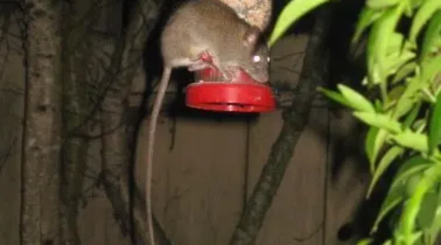 Orkin Canada Says Rat Population Rising In Greater Moncton