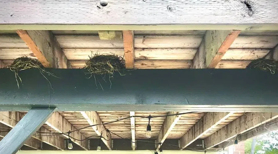 Look What I Found Under My Deck!