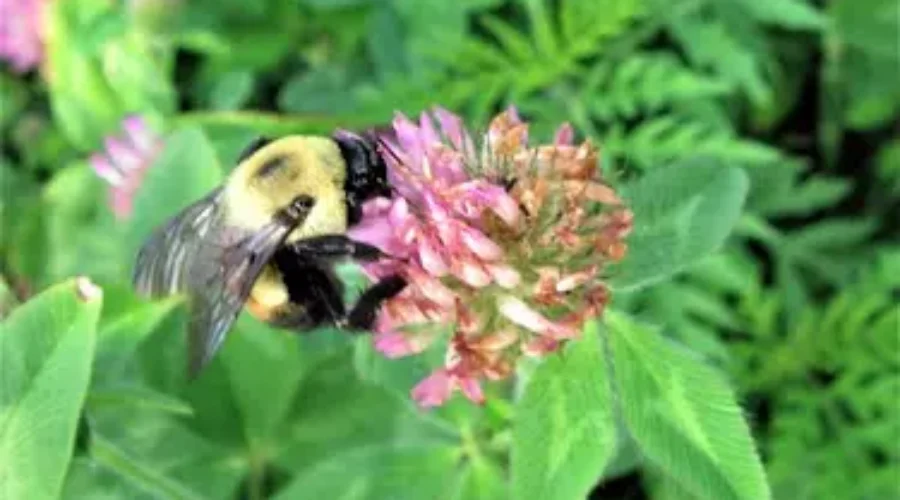 Help The Bees, Give Your Lawn Mower A Break