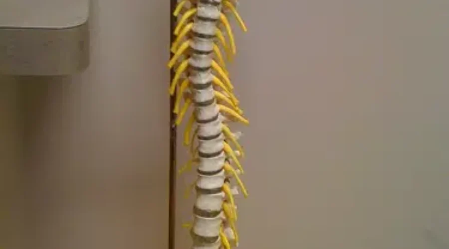 Chiropractors Reopen Using New Using COVID-19 Preventative Measures