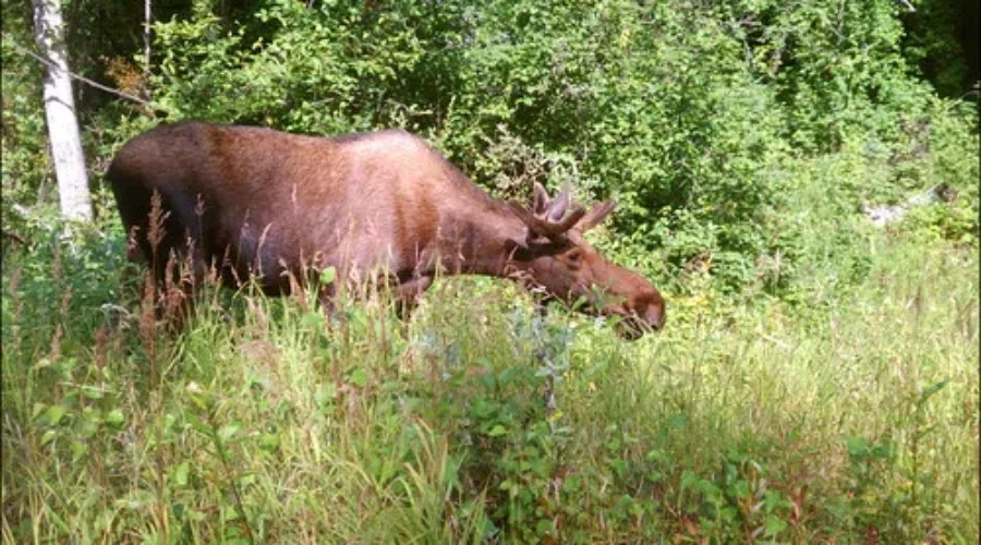 Apply Now For Upcoming Moose Hunting Season