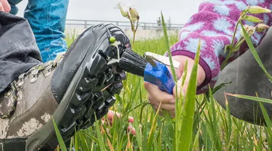 Be Mindful Of Invasive Species In NB