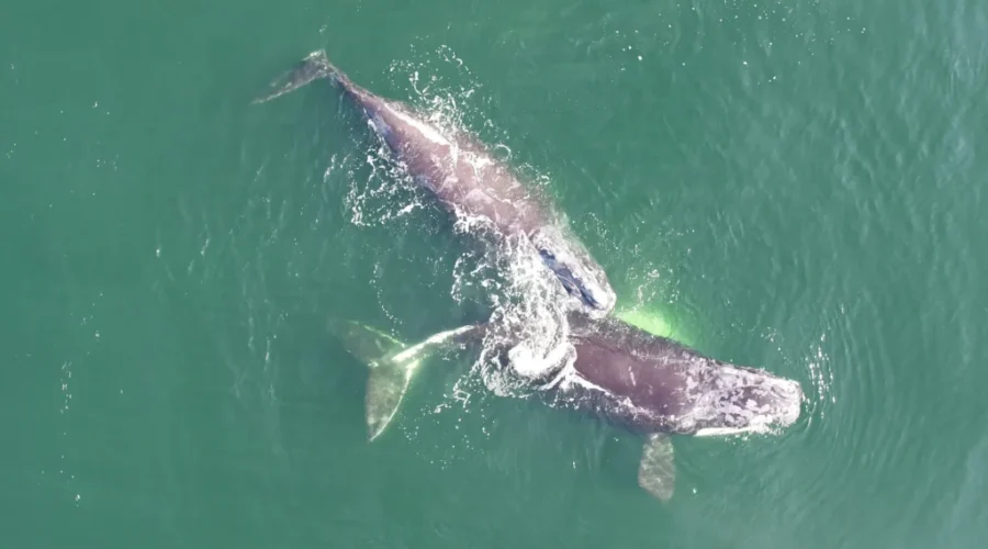 North Atlantic Right Whales Spotted In 2020