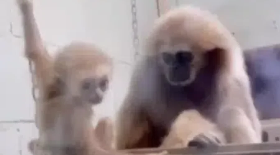 Zoo Prepares To Open, Announces New Baby