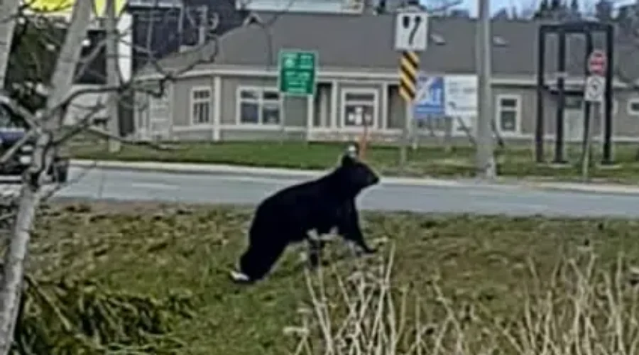 UPDATE: Bear Spotted Near Mapleton Park