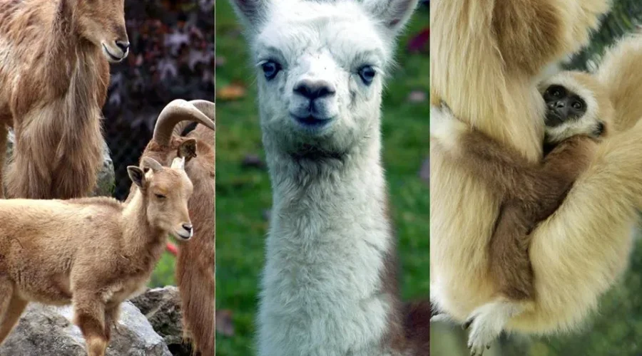 Magnetic Hill Zoo Mother’s Day Surprise