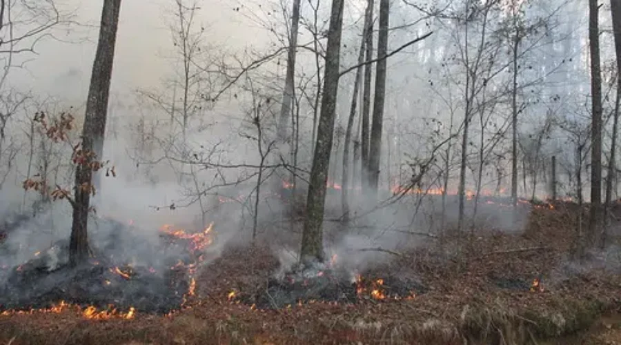 Improperly Discarded Cigarettes Often To Blame For Fires During Dry Conditions