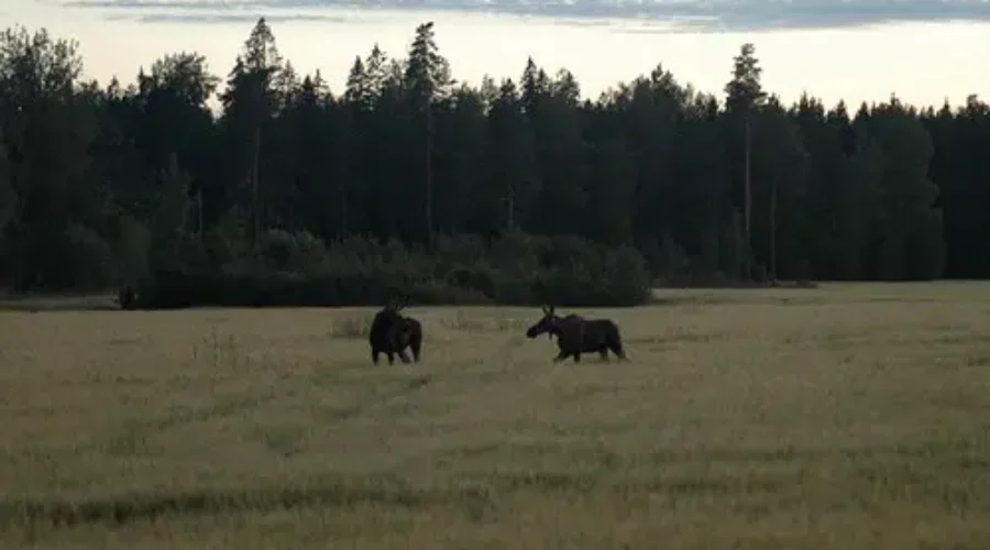 Are We Seeing More Wildlife Than Before COVID-19?