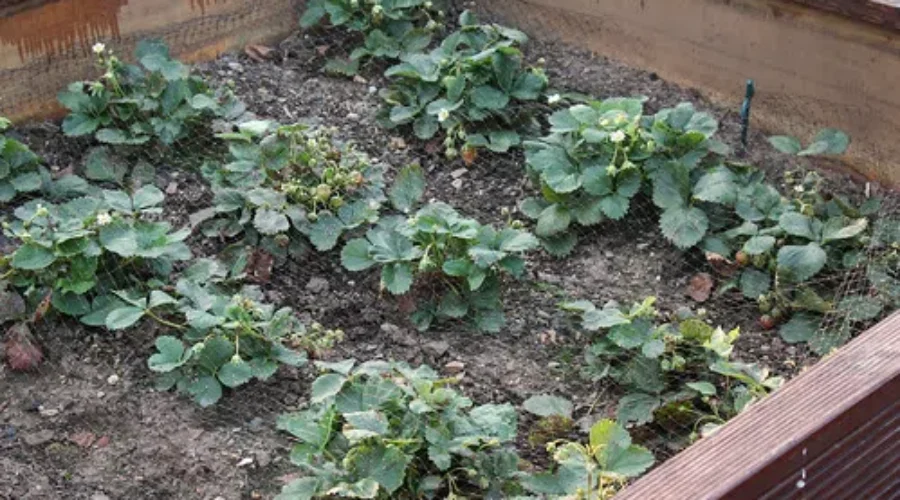 YMCA Community Garden Meets Public Health Guidelines