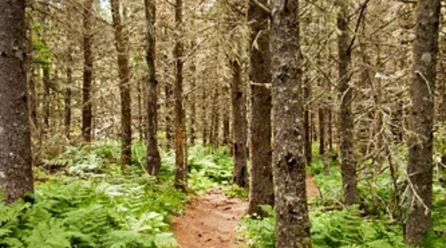 Select Campsites To Open At NB National Parks