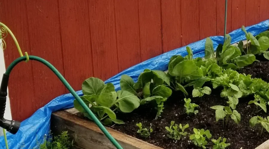 Gardening is the new thing to do!