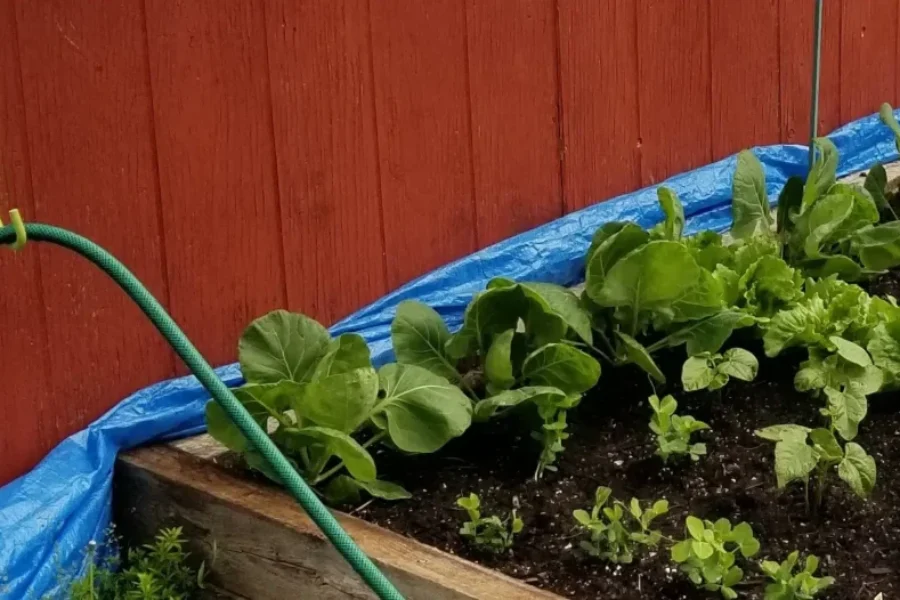 Gardening is the new thing to do!