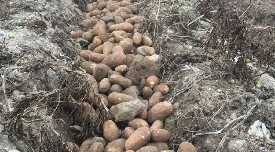 Potatoes New Brunswick Needs Federal Financial Support