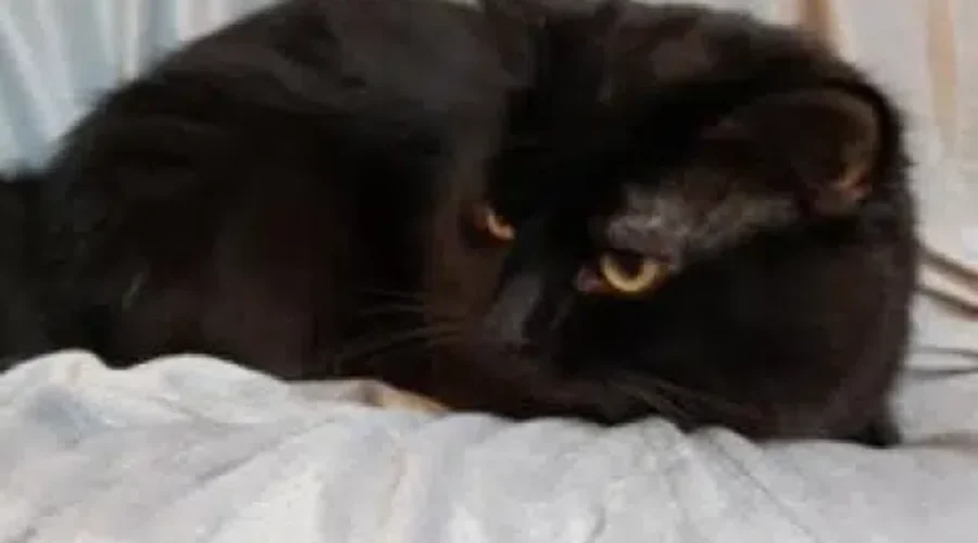 Pet Of The Week: Meet Moon!