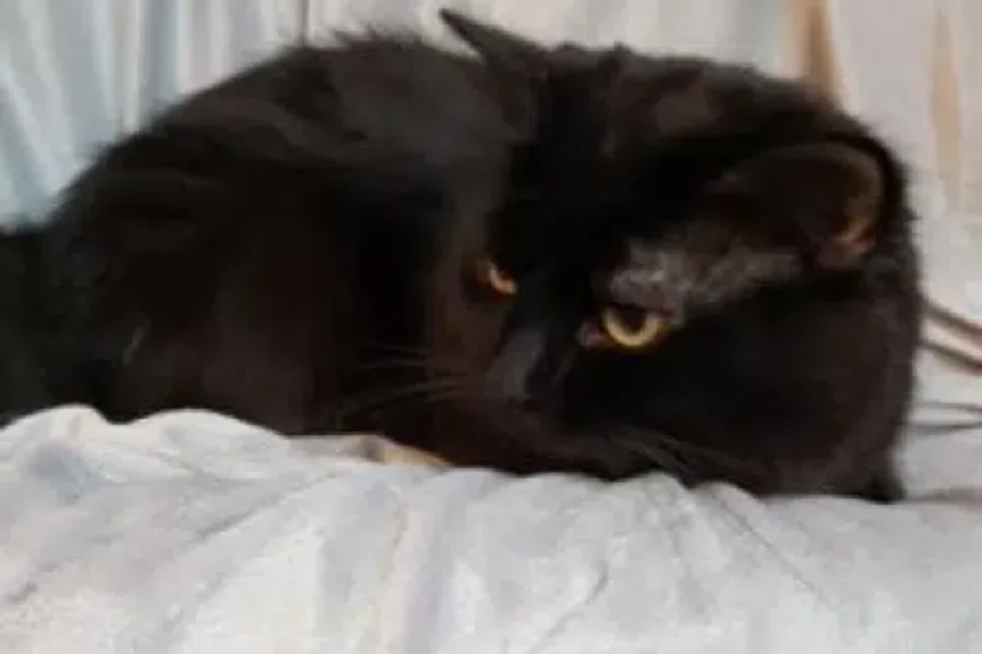 Pet Of The Week: Meet Moon!