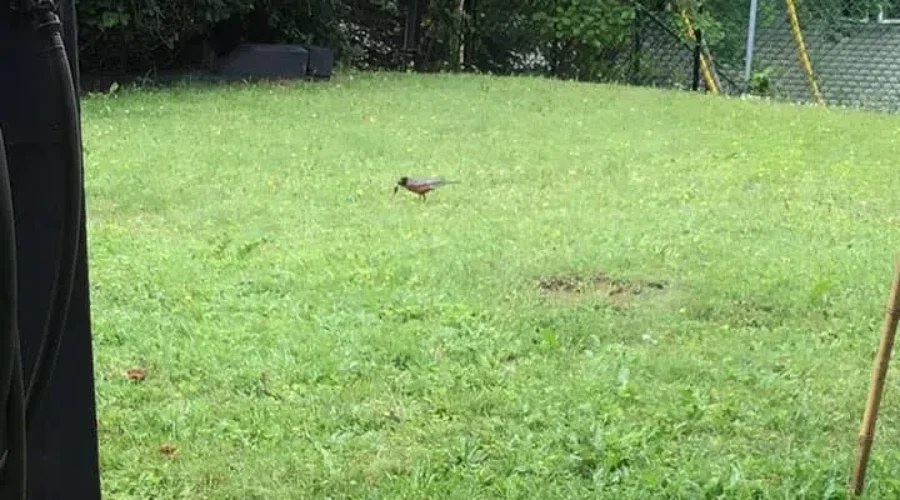 Have you ever really watched a bird eat a worm?