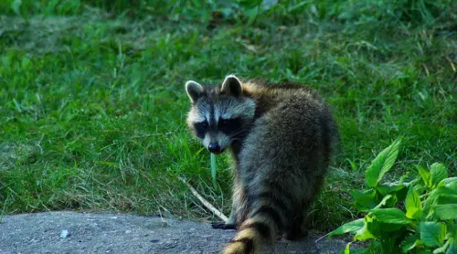 Children Come Into Contact With Rabid Raccoon