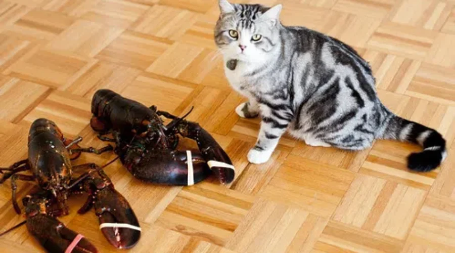 CARMA Cat’s ‘Surf, Turf And Slurp’ Fundraiser Returns