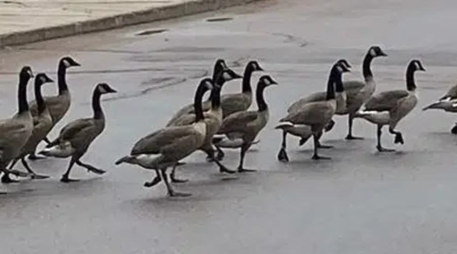 VIDEO: AWI Says Be Patient With Gaggles Of Geese Crossing The Road