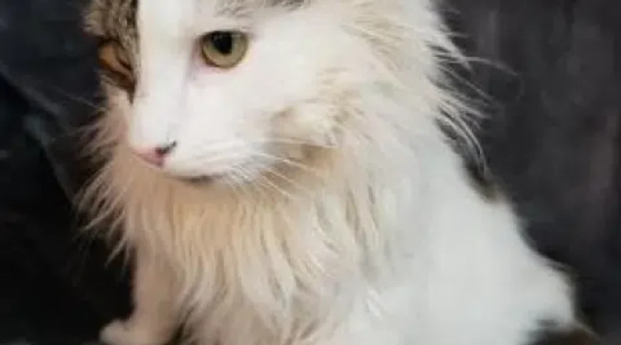 PET OF THE WEEK: Meet Twitch!