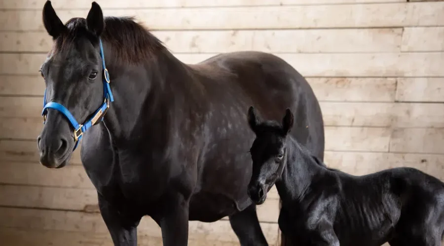 RCMP Choose Winning Names For Foals