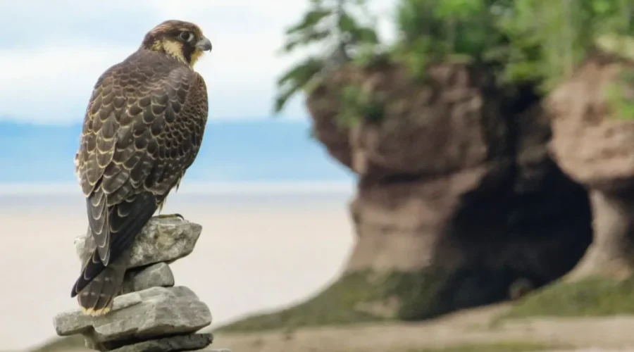 Hopewell Rocks Home To A Family Of Peregrine Falcons