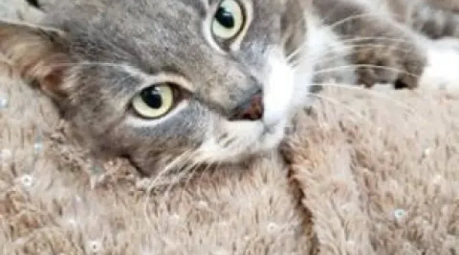 Pet Of The Week : Meet Dallas!