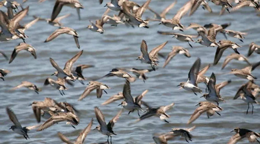 Shorebird Reserve Needs Donations Following Break-Ins