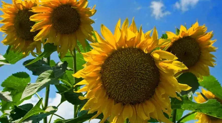 N.B. Sunflower Festival Adapts To COVID-19, Partners With Local Charity