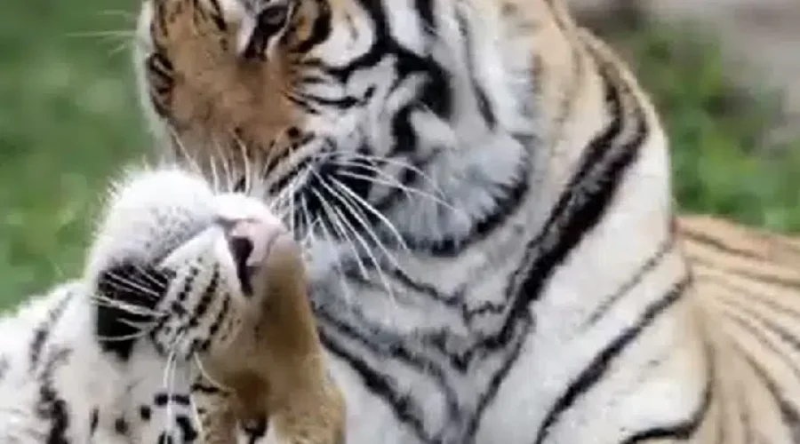 UPDATED: Magnetic Hill Zoo Saddened By Sudden Death Of Tiger