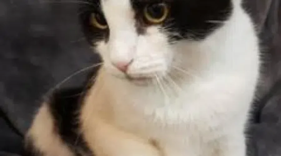 PET OF THE WEEK: Meet Beauty!