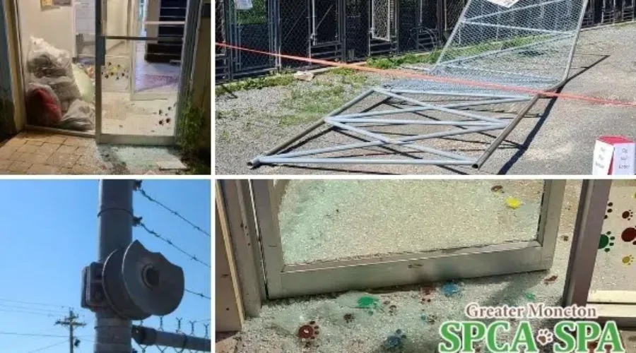 SPCA Successful In ‘Break In Relief’ Fundraising Campaign