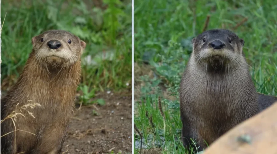 The Winning Otter Names Are……