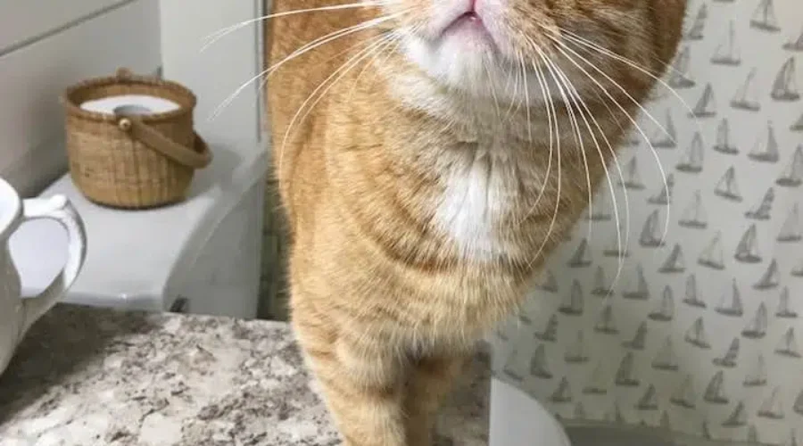 It’s Ginger Cat Appreciation Day!