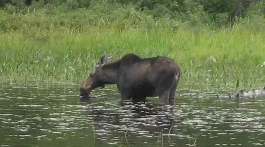 Dead Moose Found On Road Near Bathurst
