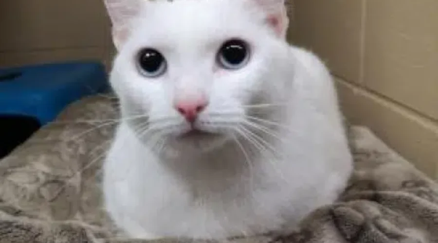 Meet CASPER! Our Pet Of The Week