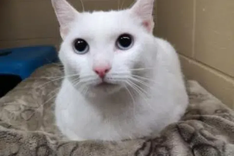 Meet CASPER! Our Pet Of The Week