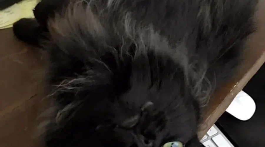 It’s National Black Cat Day!