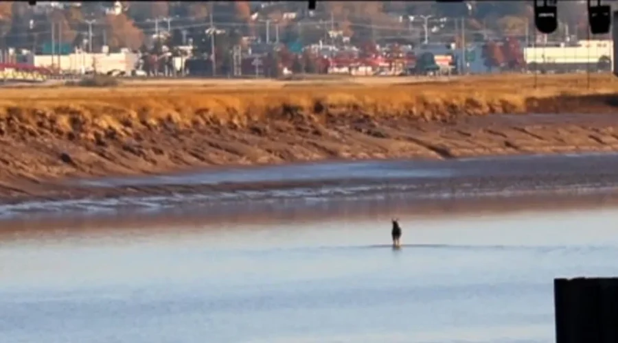 Roaming Moose Guided Back Into The Woods