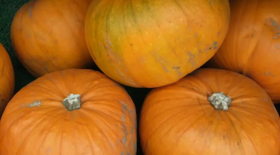 AWI Accepting Uncarved Pumpkin Donations