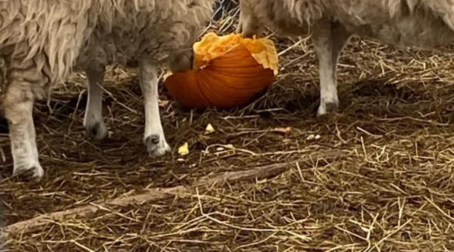 Hundreds Of Pumpkins Donated To Kavanagh Farms